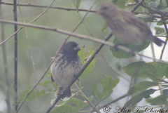 Platyspiza crassirostris