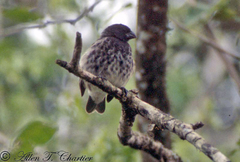 Platyspiza crassirostris