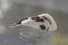 Cliniodes ostreonalis