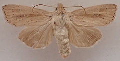 Ichneutica epiastra