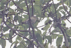 Camarhynchus pallidus