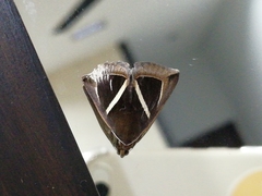 Chalciope