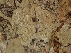 Pertusaria thiospoda