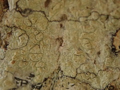 Pertusaria thiospoda