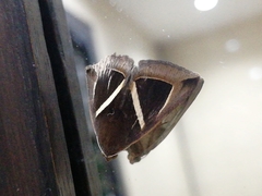 Chalciope