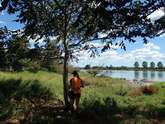 Pertusaria thiospoda