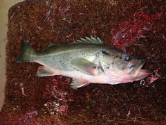 Sebastes brevispinis