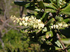 Comarostaphylis diversifolia