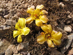 Ranunculus crithmifolius