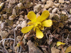 Ranunculus crithmifolius