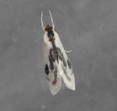 Cliniodes ostreonalis