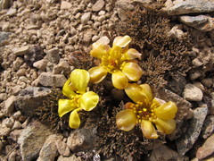 Ranunculus crithmifolius