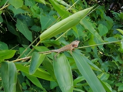 Calotes versicolor
