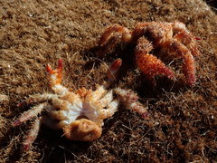 Acantholithodes hispidus