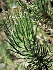 Melaleuca eriocarpa