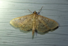 Herpetogramma theseusalis