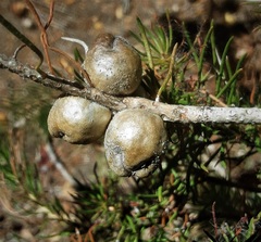 Melaleuca eriocarpa