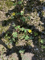 Oxalis corniculata