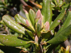 Comarostaphylis diversifolia