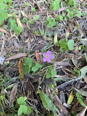 Oxalis debilis