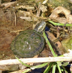 Trachemys decussata