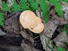 Hydnum subtilior