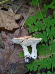 Hydnum subtilior