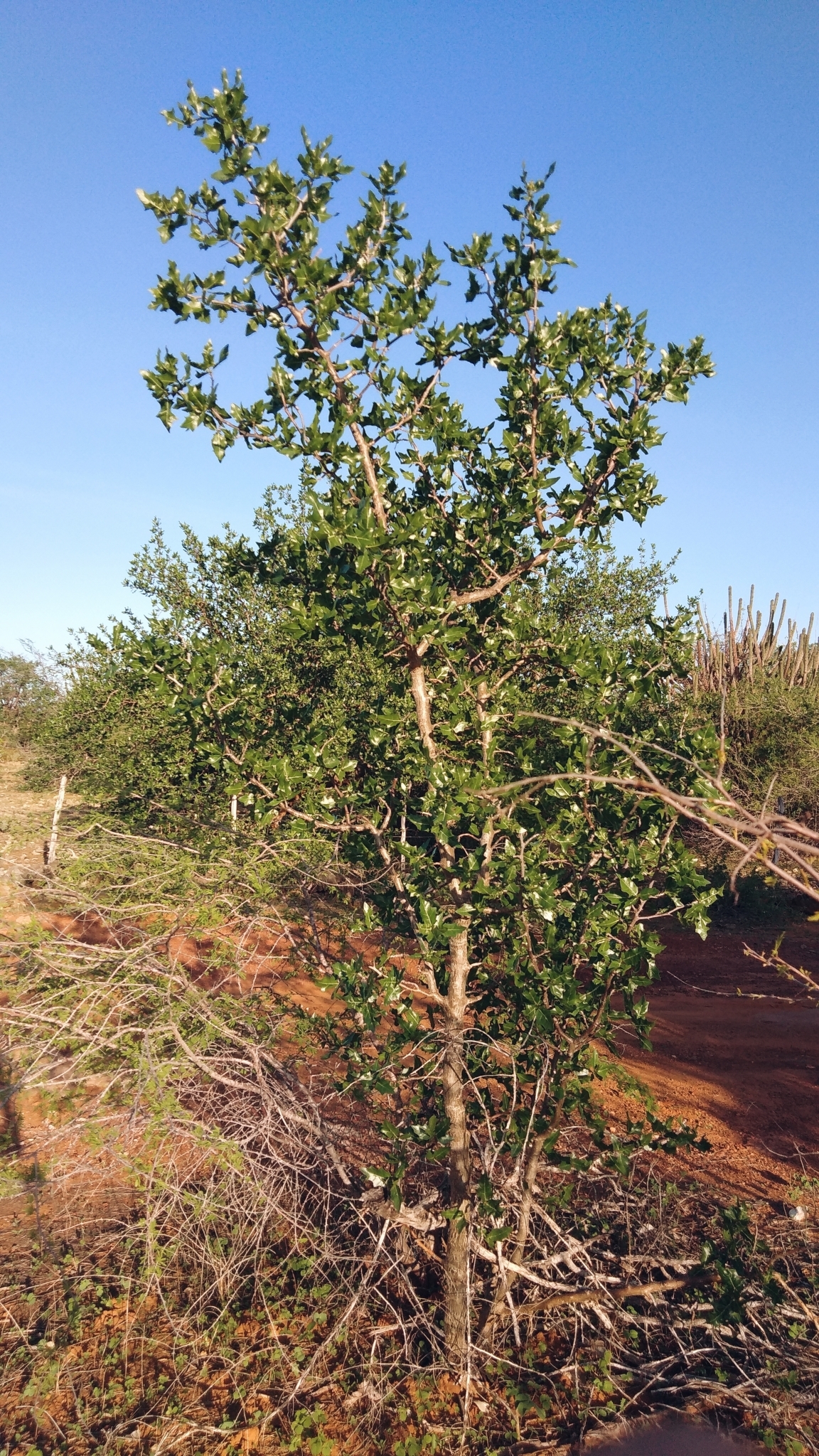 Cnidoscolus quercifolius