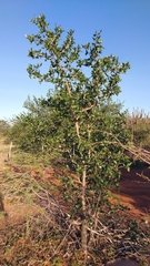 Cnidoscolus quercifolius