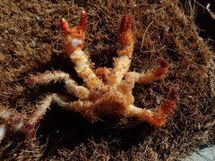 Acantholithodes hispidus