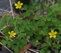 Oxalis thompsoniae
