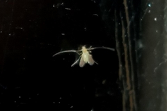 Diptera