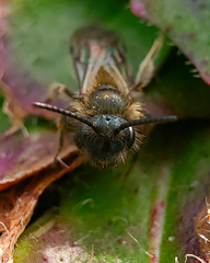 Andrena