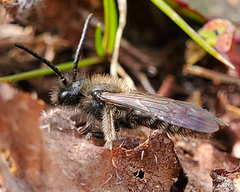 Andrena
