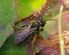 Andrena