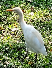 Bubulcus ibis