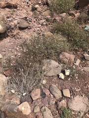 Coreocarpus sonoranus