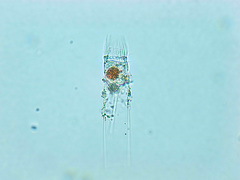 Eutintinnus
