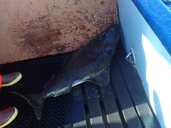 Hippoglossus stenolepis