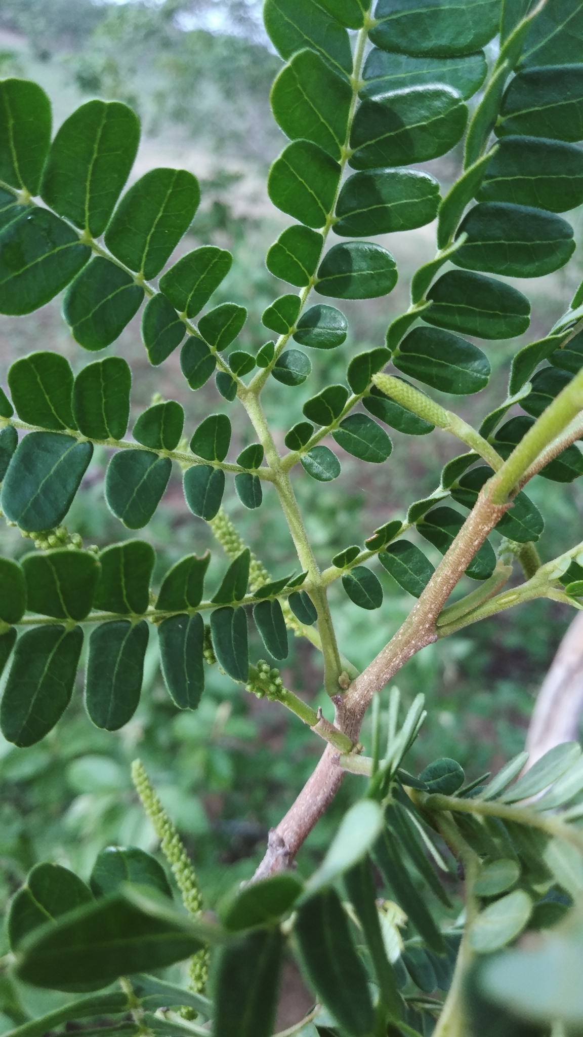 Pityrocarpa moniliformis