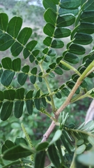 Pityrocarpa moniliformis