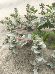 Atriplex leucophylla