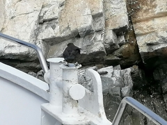 Cinclodes antarcticus