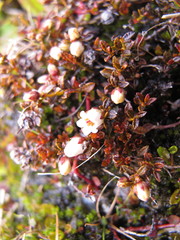 Gaultheria parvula