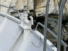 Cinclodes antarcticus