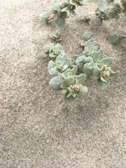 Atriplex leucophylla