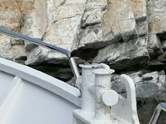 Cinclodes antarcticus