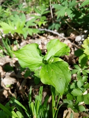 Trillium grandiflorum