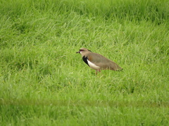 Vanellus chilensis