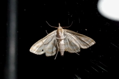 Lepidoptera